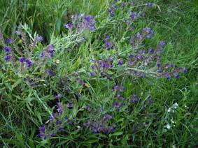 Achillea millefolium